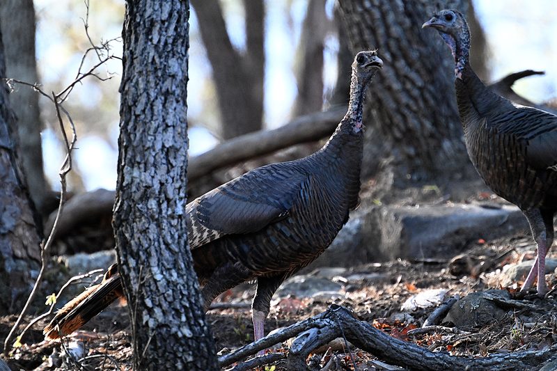 Wild Turkey.jpg